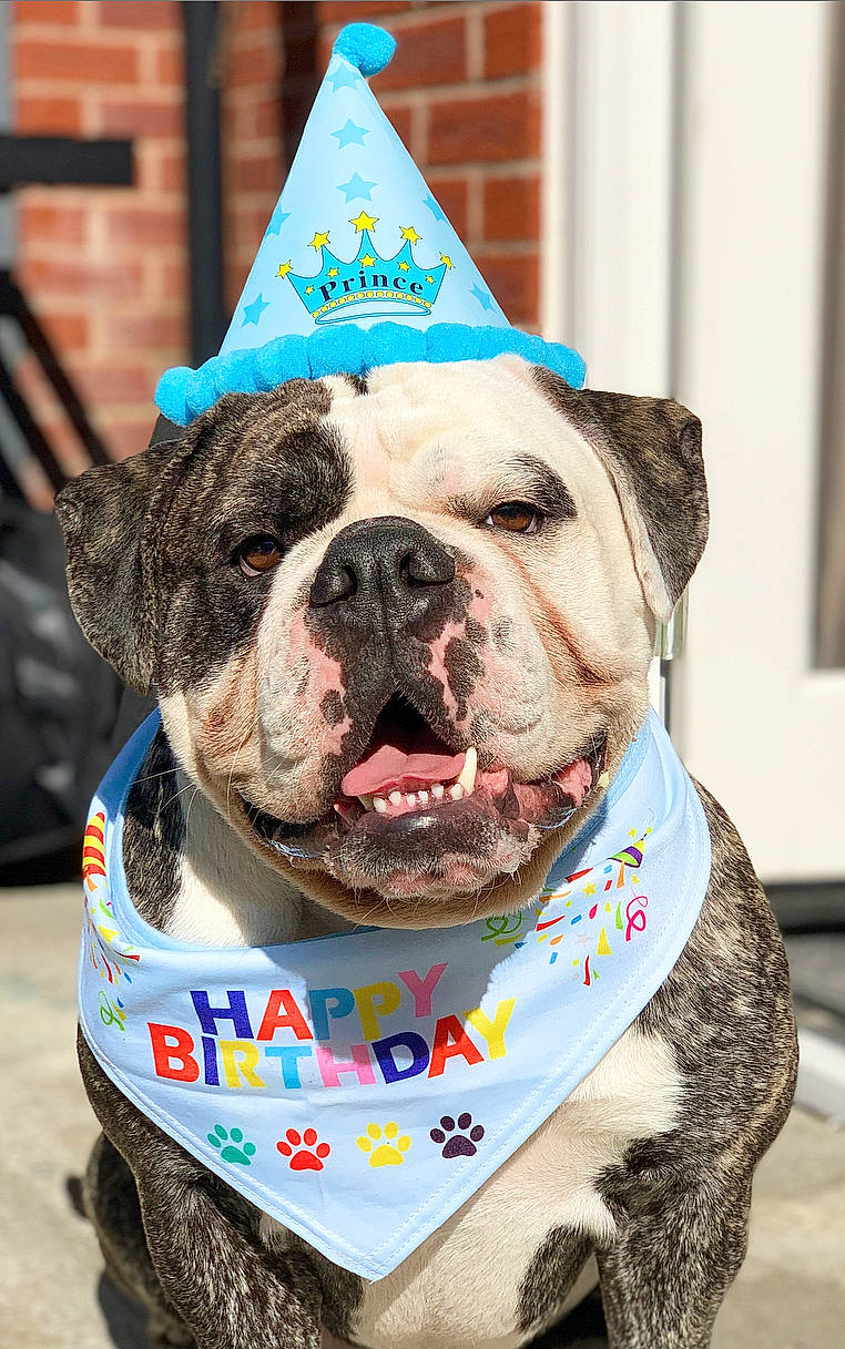 Koba joined the competition — help win amazing prizes! american_bulldog, australian_bulldog, bulldog, canidae, carnivore, collar, companion_dog, dog, dog_breed, dog_collar, molosser, non_sporting_group, old_english_bulldog, olde_english_bulldogge, party_hat, party_supply, pit_bull, rare_breed_dog, renascence_bulldogge, snout