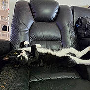 Mathew is registered to the contest to win money with this photo: cat, black_and_white, pet, animal, feline, lying_down, recliner, leather_chair, indoor, living_room, relaxed, upside_down, whiskers, green_eyes, paws, tail, fur, furniture, handbag, home