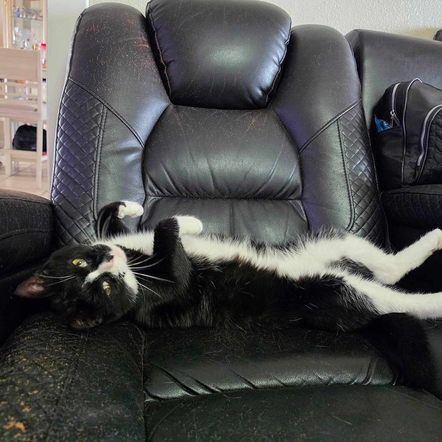 Mathew is registered to the contest to win money with this photo: cat, black_and_white, pet, animal, feline, lying_down, recliner, leather_chair, indoor, living_room, relaxed, upside_down, whiskers, green_eyes, paws, tail, fur, furniture, handbag, home