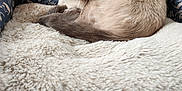 Hope is registered to the contest to win money with this photo: cat, siamese_cat, blue_eyes, pet_bed, fluffy, cozy, indoor, animal, resting, fur, cute, sleeping_area, comfort, cushion, feline, closeup, relaxation, domestic_animal, soft_texture, home