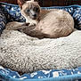 cat, siamese_cat, blue_eyes, pet_bed, fluffy, cozy, indoor, animal, resting, fur, cute, sleeping_area, comfort, cushion, feline, closeup, relaxation, domestic_animal, soft_texture, home