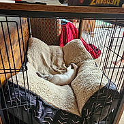 Hope is registered to the contest to win money with this photo: kitten, pet_bed, crate, sleeping, indoor, cozy, furniture, blanket, toy, carpet, relaxation, cat, small_pet, home, comfort, animal, rest, cage, nap, fur