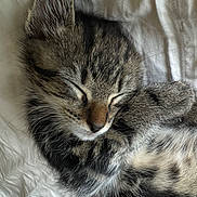 Xochi joined the competition — help win amazing prizes! adorable, animal, blanket, cat, closeup, cozy, cute, domestic_cat, feline, fur, indoor, kitten, peaceful, pet, resting, sleeping, soft, tabby, whiskers, young