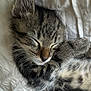 adorable, animal, blanket, cat, closeup, cozy, cute, domestic_cat, feline, fur, indoor, kitten, peaceful, pet, resting, sleeping, soft, tabby, whiskers, young