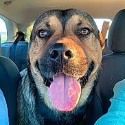 Titan participe au concours pour gagner de l'argent avec cette photo : animal, backseat, canine, car_interior, closeup, dog, domestic_animal, ears, eyes, fur, happy, mammal, nose, pet, portrait, seat, smiling, sunlight, tongue_out, vehicle