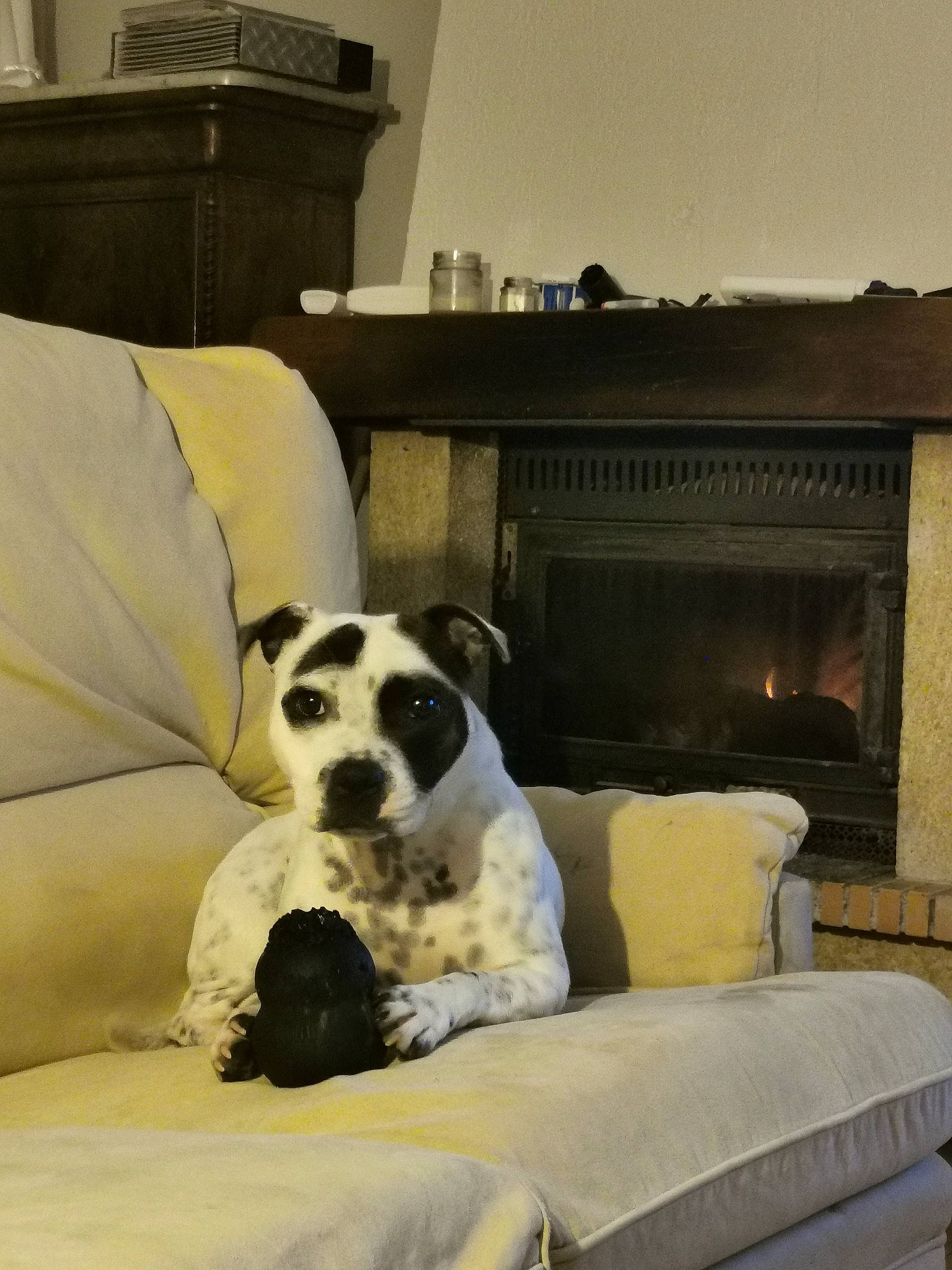 Paz participe au concours pour gagner de l'argent avec cette photo : bed, bed_sheet, bedroom, canidae, carnivore, comfort, companion_dog, couch, dog, dog_breed, doghouse, furniture, home, nap, non_sporting_group, pillow, puppy, room, snout, sporting_group