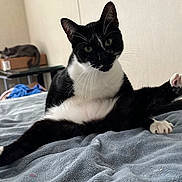 Binx is registered to the contest to win money with this photo: animal, bed, black_and_white_cat, blanket, cardboard_box, cat, curious, cute, domestic, ears, feline, fur, gray_cat, indoor, paw, pet, relaxed, stretching, table, whiskers