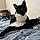 Binx