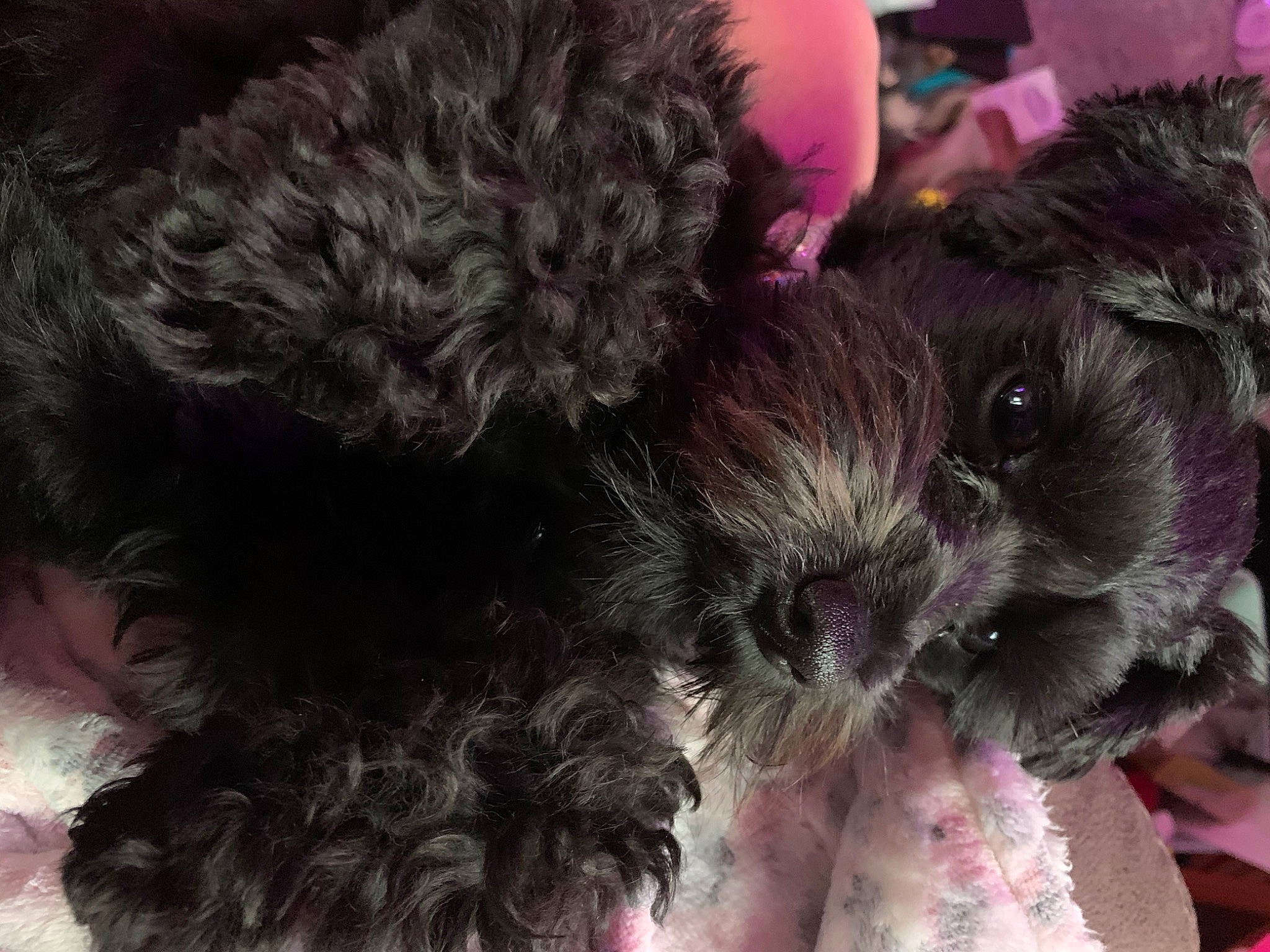 Dora is registered to the contest to win money with this photo: carnivore, comfort, companion_dog, dog, dog_breed, dog_supply, fur, liver, paw, puppy_love, small_terrier, snout, sporting_group, stuffed_toy, tail, terrier, toy, toy_dog, working_animal, yorkipoo