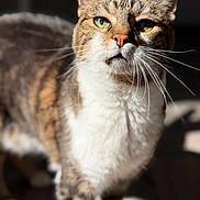 Minette joined the competition — help win amazing prizes! cat, feline, portrait, close_up, tabby, short_hair, green_eyes, whiskers, ears, nose, fur, white_chest, brown_fur, standing, indoor, dramatic_lighting, shallow_depth_of_field, photography, animal, serious_expression
