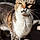 Minette
