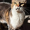 cat, feline, portrait, close_up, tabby, short_hair, green_eyes, whiskers, ears, nose, fur, white_chest, brown_fur, standing, indoor, dramatic_lighting, shallow_depth_of_field, photography, animal, serious_expression