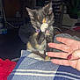 kitten, cat, calico, paw, collar, hand, fingernails, blanket, plaid, indoor, pet, cute, small, feline, domestic_animal, resting, cozy, animal, fur, whiskers