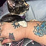 Kora is registered to the contest to win money with this photo: kitten, cat, paw, tattoo, hand, collar, blanket, fur, whiskers, curious, resting, closeup, indoor, pet, animal, cute, snuggling, black, brown, white