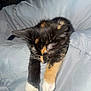 Kora is registered to the contest to win money with this photo: kitten, cat, sleeping, tortoiseshell, white_paws, furry, cute, pet, animal, cozy, blanket, resting, indoor, soft, whiskers, young, small, adorable, relaxed, fur
