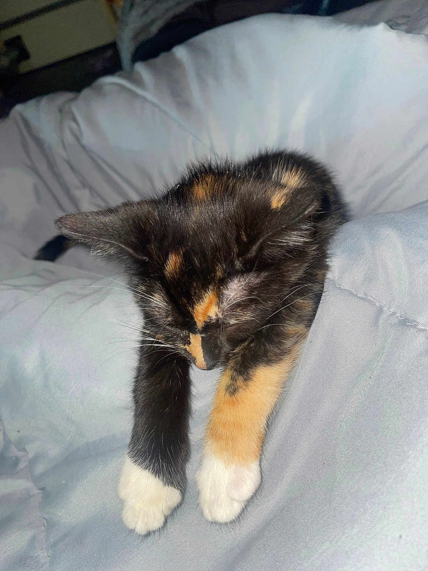 Kora