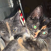 Kallie is registered to the contest to win money with this photo: cat, tortoiseshell, pet, animal, feline, bed, cozy, cute, two_cats, whiskers, indoor, resting, sleepy, curious, close_up, fur, ears, eyes, domestic_cat, companion