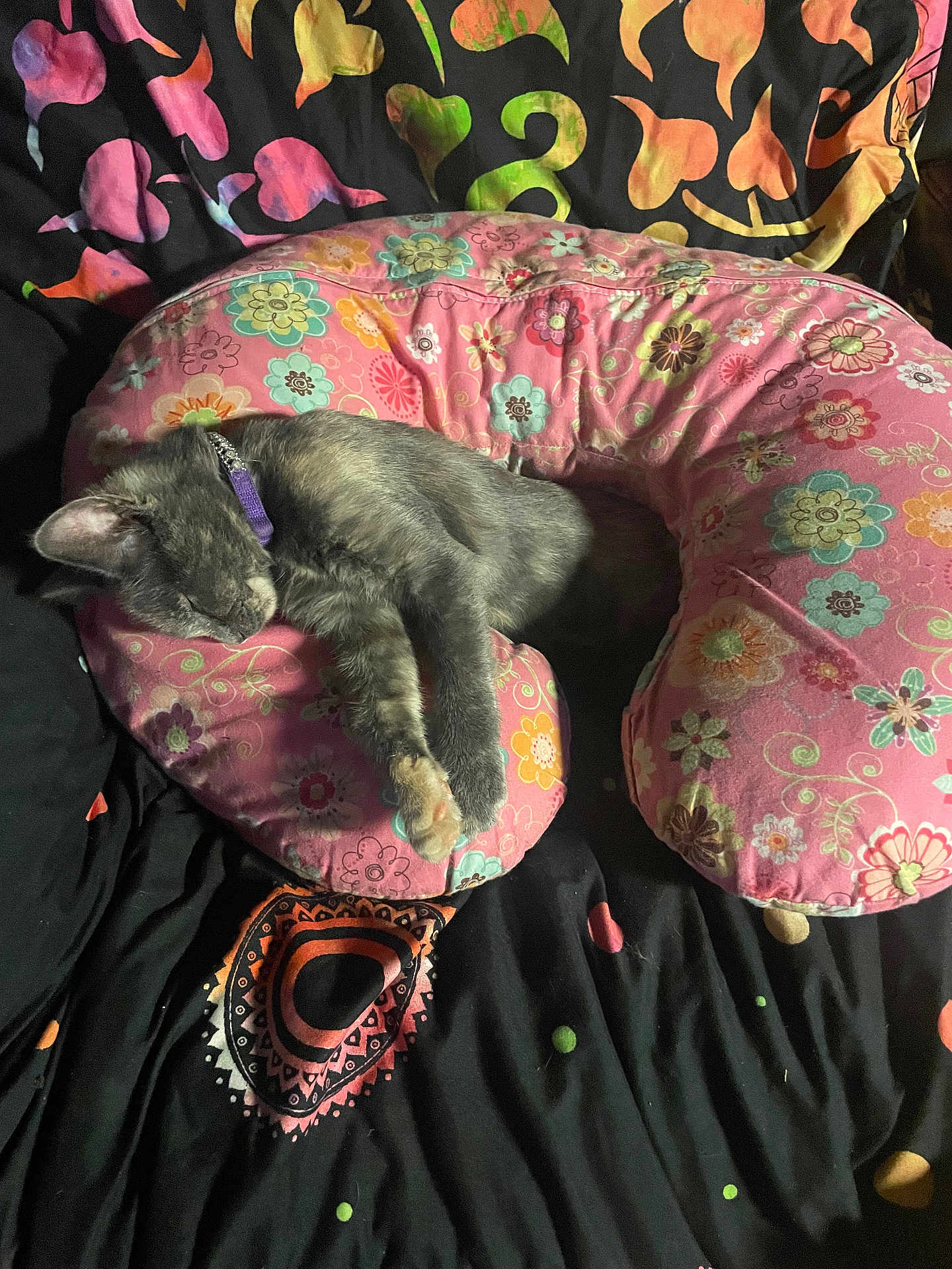 Kallie is registered to the contest to win money with this photo: cat, sleeping, pillow, pink, flower_pattern, blanket, black, heart_pattern, indoor, pet, fur, collar, resting, cozy, cute, animal, soft, colorful, patterned, relaxing