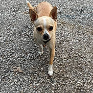 Kyla is registered to the contest to win money with this photo: dog, chihuahua, small_dog, walking, outdoor, gravel, ears_up, focused, pet, animal, cute, tan, white, collar, alert, canine, fur, paw, tail, nature