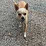 dog, chihuahua, small_dog, walking, outdoor, gravel, ears_up, focused, pet, animal, cute, tan, white, collar, alert, canine, fur, paw, tail, nature