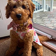 Coco is registered to the contest to win money with this photo: puppy, dog, apricot_fur, curly_fur, pink_bow, pink_outfit, floral_clothing, scarf, collar, tag, sitting, portrait, indoors, window, door, carpet, cute, pet, toy_dog, natural_light
