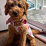 puppy, dog, apricot_fur, curly_fur, pink_bow, pink_outfit, floral_clothing, scarf, collar, tag, sitting, portrait, indoors, window, door, carpet, cute, pet, toy_dog, natural_light