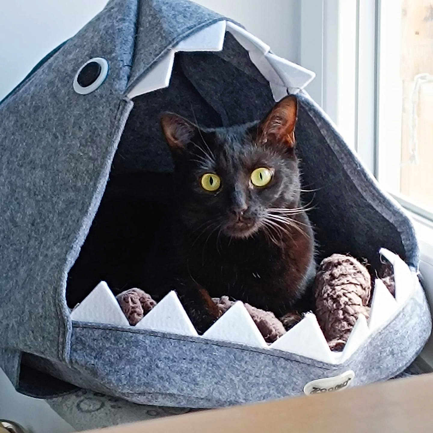 Sap participe au concours pour gagner de l'argent avec cette photo : animal, black_cat, blanket, cat, cozy, curious, cute, domestic, feline, fur, home, house, indoor, pet_bed, resting, shark_shape, soft, whiskers, window, yellow_eyes