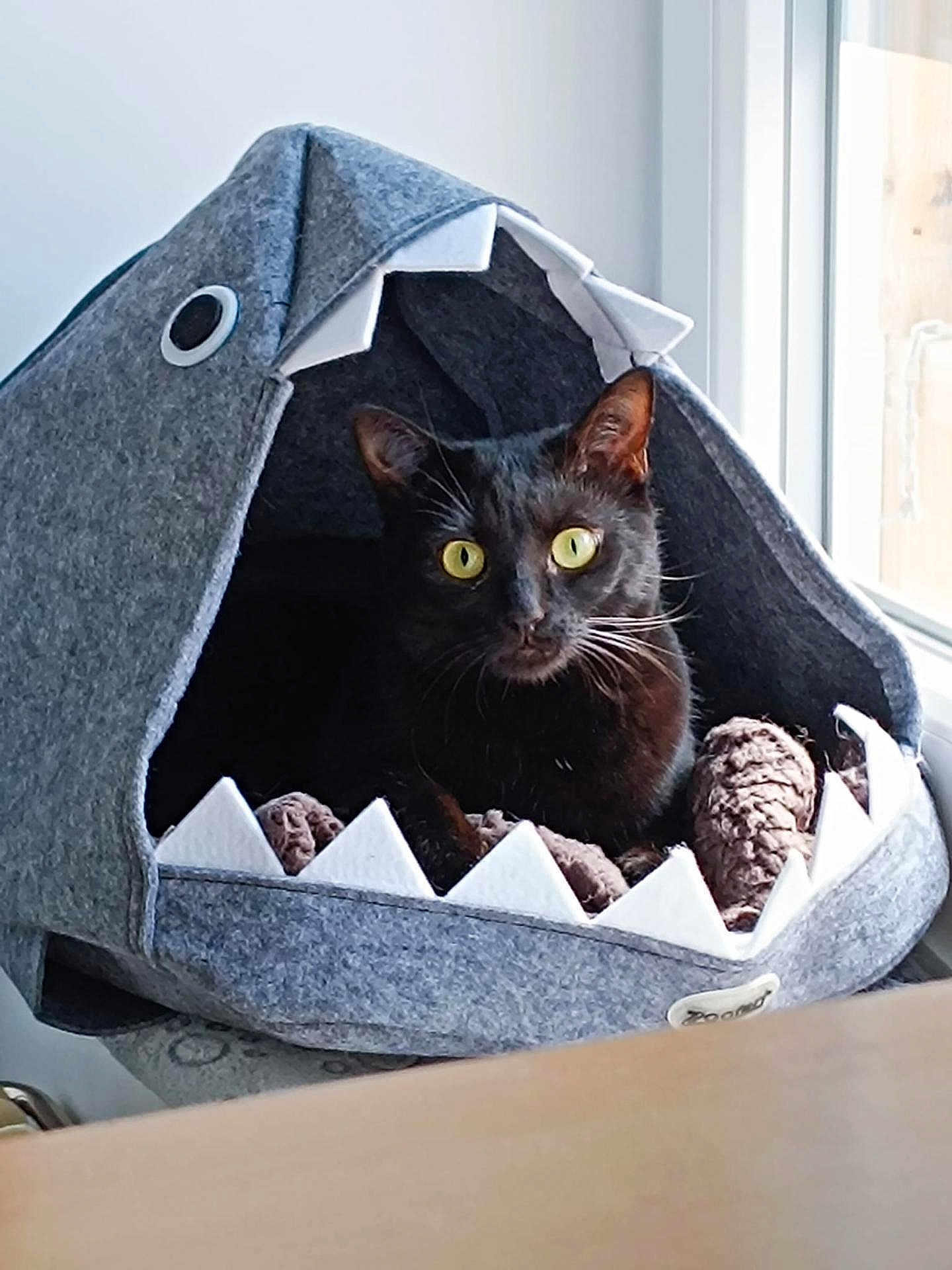 Sap participe au concours pour gagner de l'argent avec cette photo : cat, black_cat, pet_bed, shark_shape, yellow_eyes, cozy, blanket, indoor, window, curious, feline, animal, cute, soft, resting, house, home, domestic, fur, whiskers