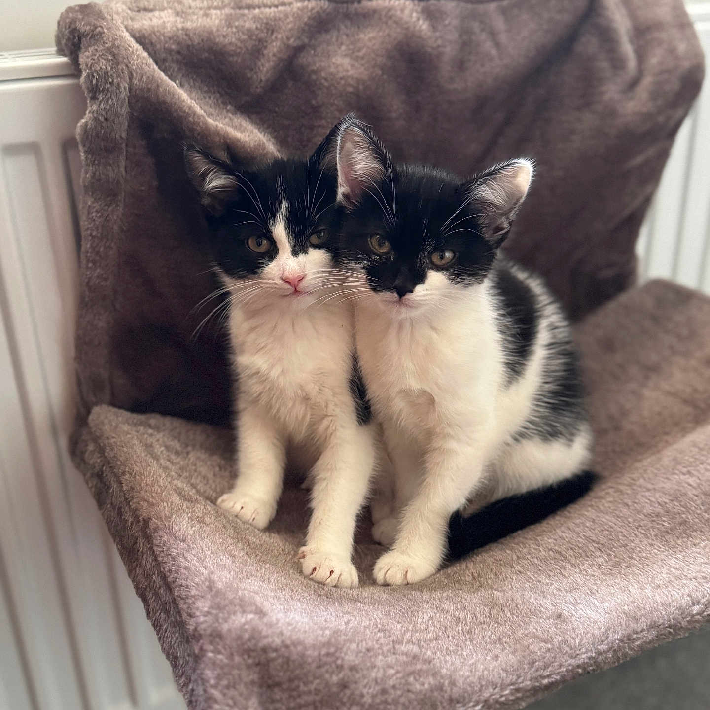 Luna And Lola joined the competition — help win amazing prizes! abyssinian, animal, armchair, blanket, cat, chair, couch, cushion, furniture, homedecor, kitten, manx, person, pet, quilt, siamese, sleeping