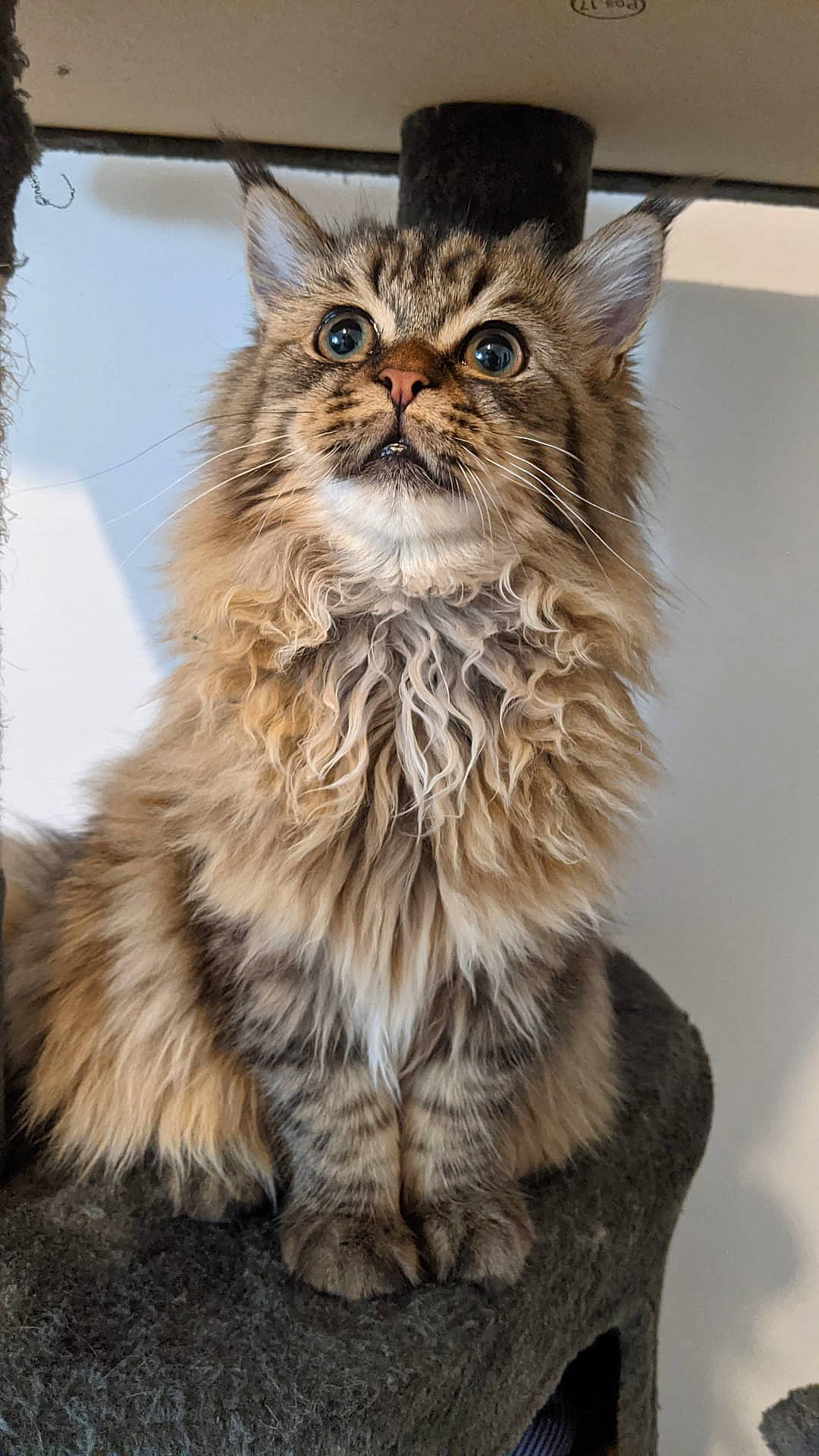 Ayko participe au concours pour gagner de l'argent avec cette photo : art, carnivore, cat, fawn, felidae, fur, maine_coon, small_to_medium_sized_cats, snout, terrestrial_animal, whiskers, wildlife, wood