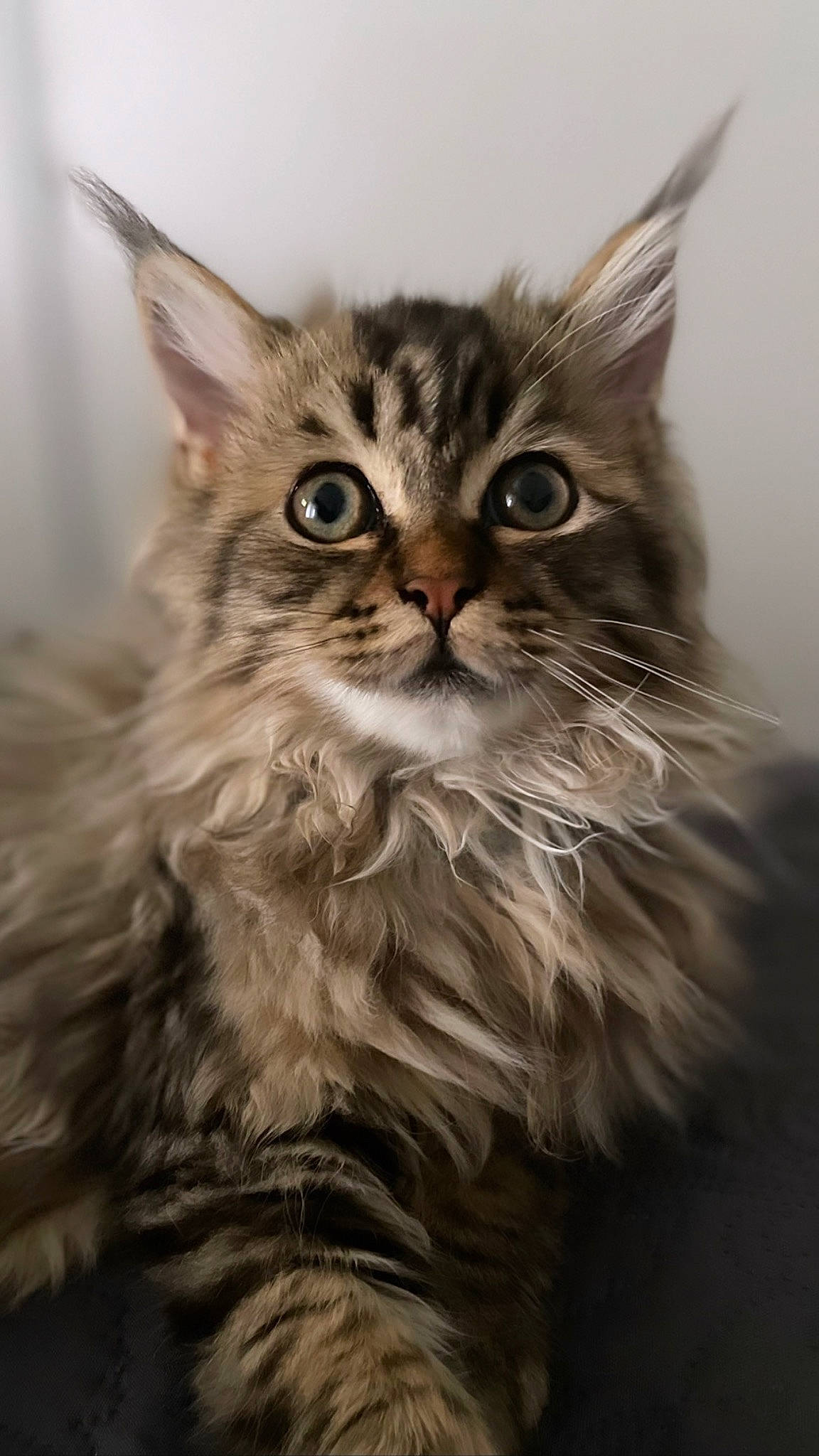 Ayko participe au concours pour gagner de l'argent avec cette photo : carnivore, cat, close_up, domestic_short_haired_cat, eye, felidae, fur, grass, hair, head, iris, maine_coon, small_to_medium_sized_cats, snout, terrestrial_animal, whiskers, wildlife