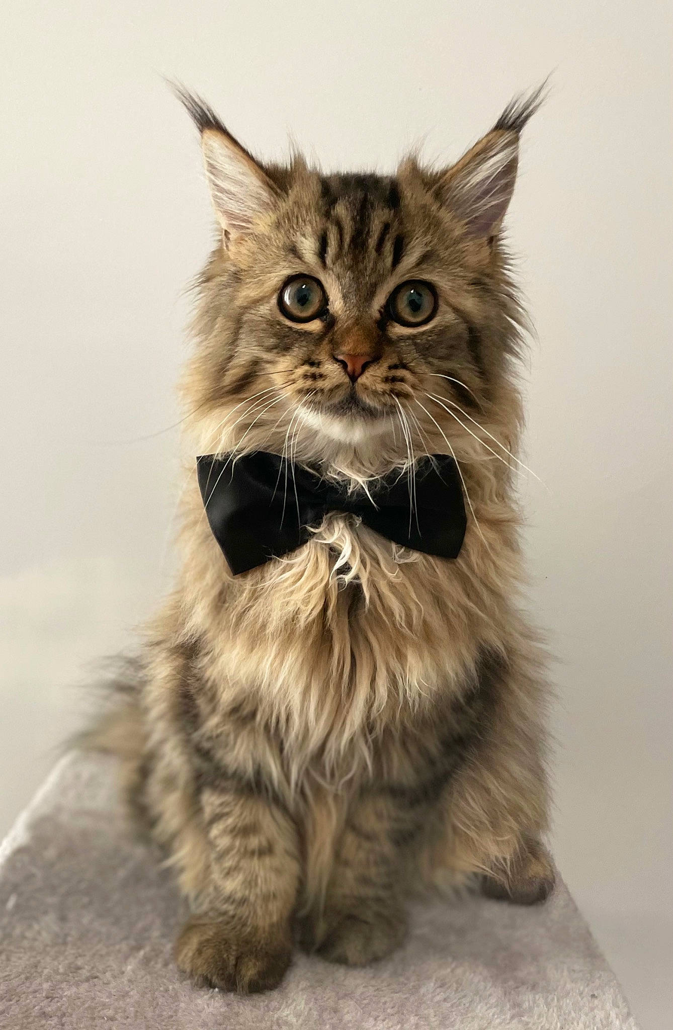 Ayko a rejoint le concours — aidez-le/la à gagner de superbes lots ! box, carnivore, cat, claw, domestic_short_haired_cat, felidae, fur, grass, iris, monochrome_photography, paw, sitting, small_to_medium_sized_cats, snout, tail, terrestrial_animal, whiskers, wildlife