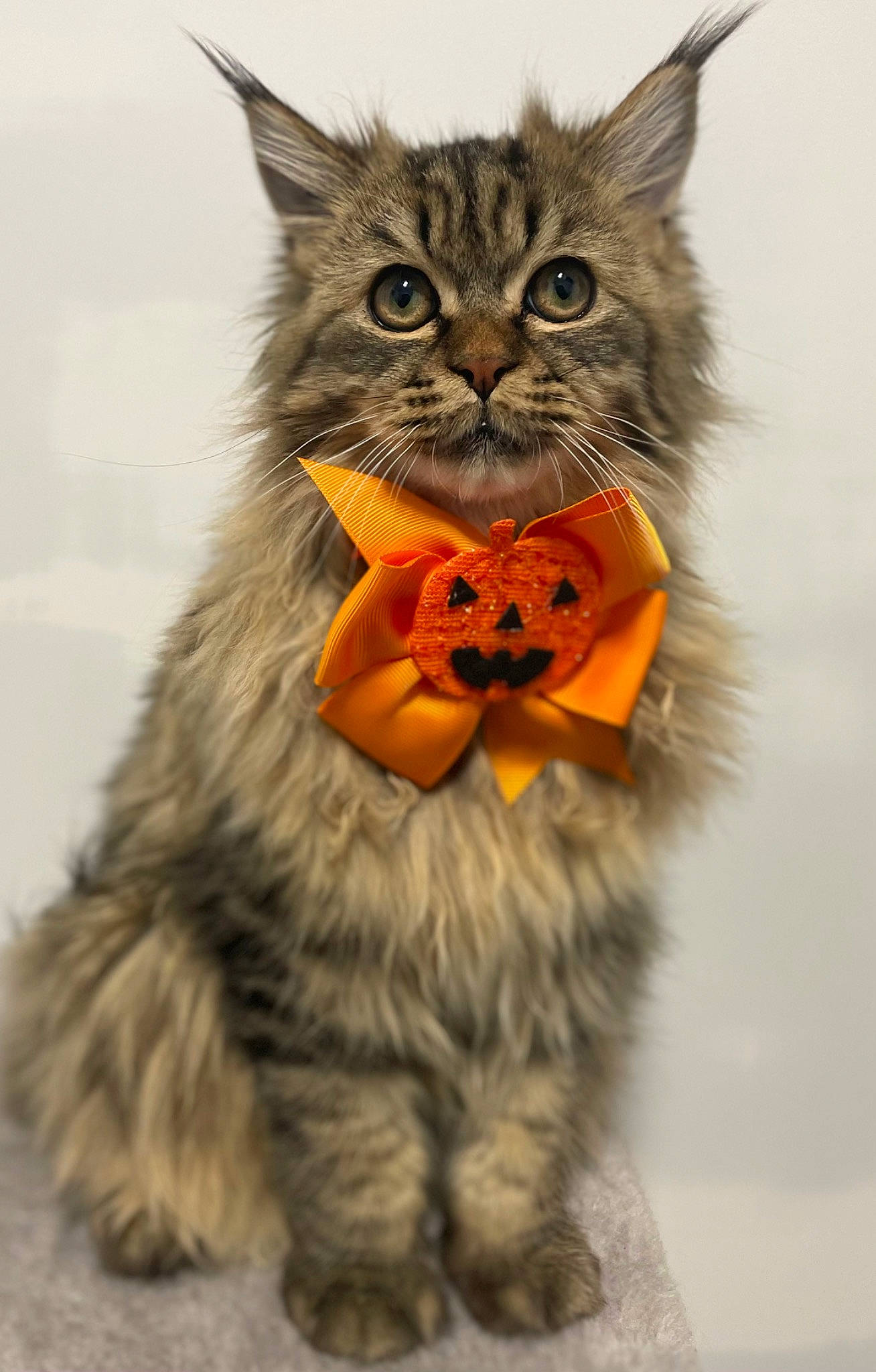 Ayko participe au concours pour gagner de l'argent avec cette photo : art, british_longhair, canidae, carnivore, cat, claw, domestic_short_haired_cat, fawn, felidae, fur, illustration, paw, photo_caption, small_to_medium_sized_cats, snout, tail, terrestrial_animal, toy, whiskers, wildlife