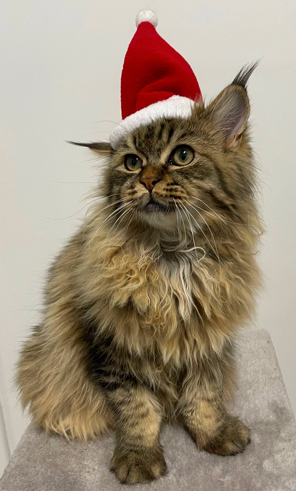 Ayko a rejoint le concours — aidez-le/la à gagner de superbes lots ! british_longhair, carnivore, cat, claw, felidae, fur, grey, maine_coon, sitting, small_to_medium_sized_cats, snout, terrestrial_animal, whiskers