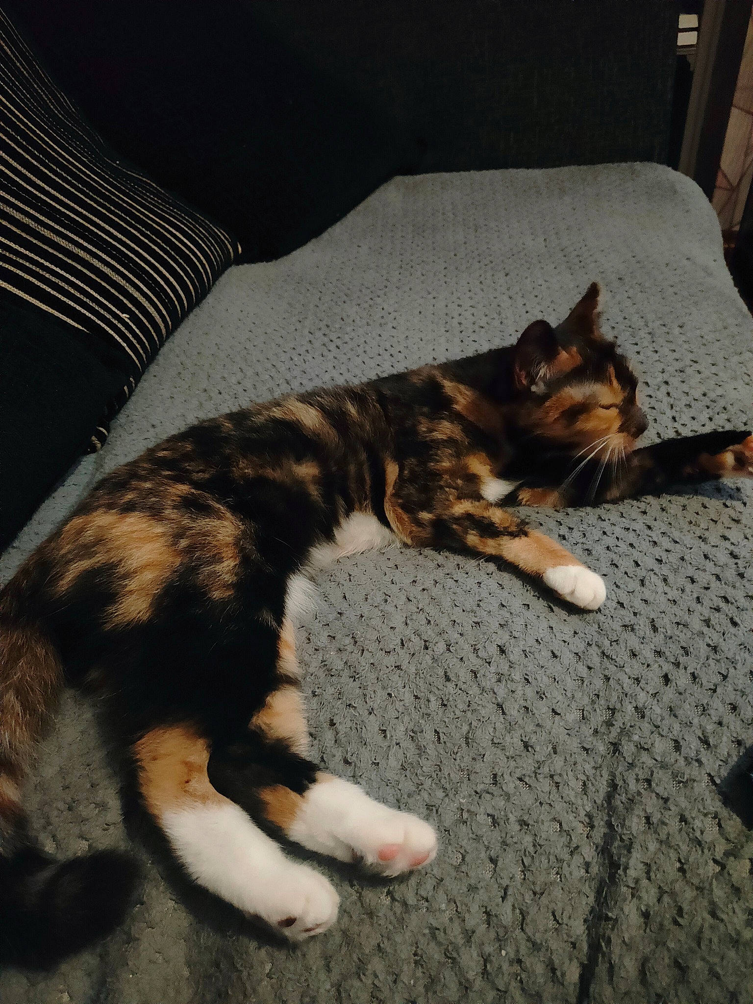 Roxy joined the competition — help win amazing prizes! bed, brown, canidae, carnivore, cat, comfort, couch, dog_breed, domestic_short_haired_cat, felidae, flooring, fur, linens, paw, room, small_to_medium_sized_cats, sporting_group, tail, terrestrial_animal, whiskers