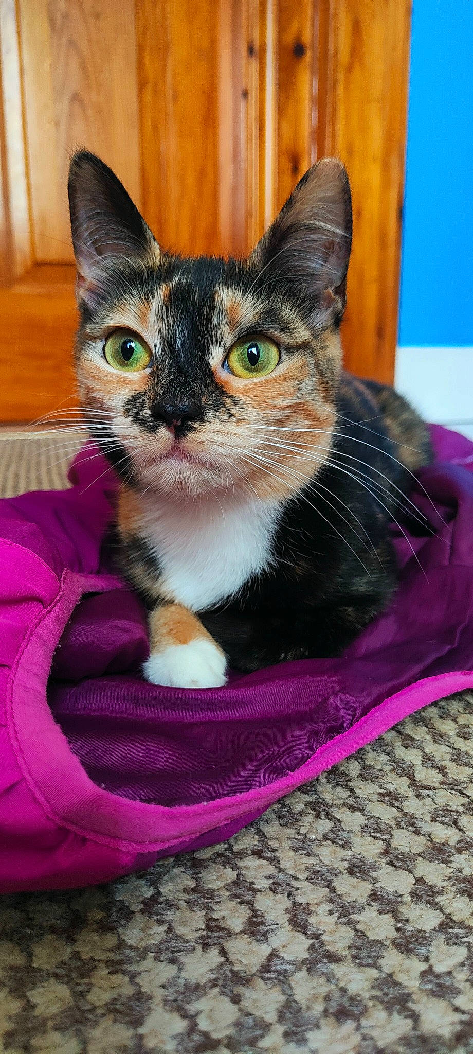 Roxy joined the competition — help win amazing prizes! carnivore, cat, cat_furniture, cat_supply, collar, comfort, domestic_short_haired_cat, felidae, fur, linens, magenta, paw, pet_supply, pink, small_to_medium_sized_cats, snout, textile, whiskers, window