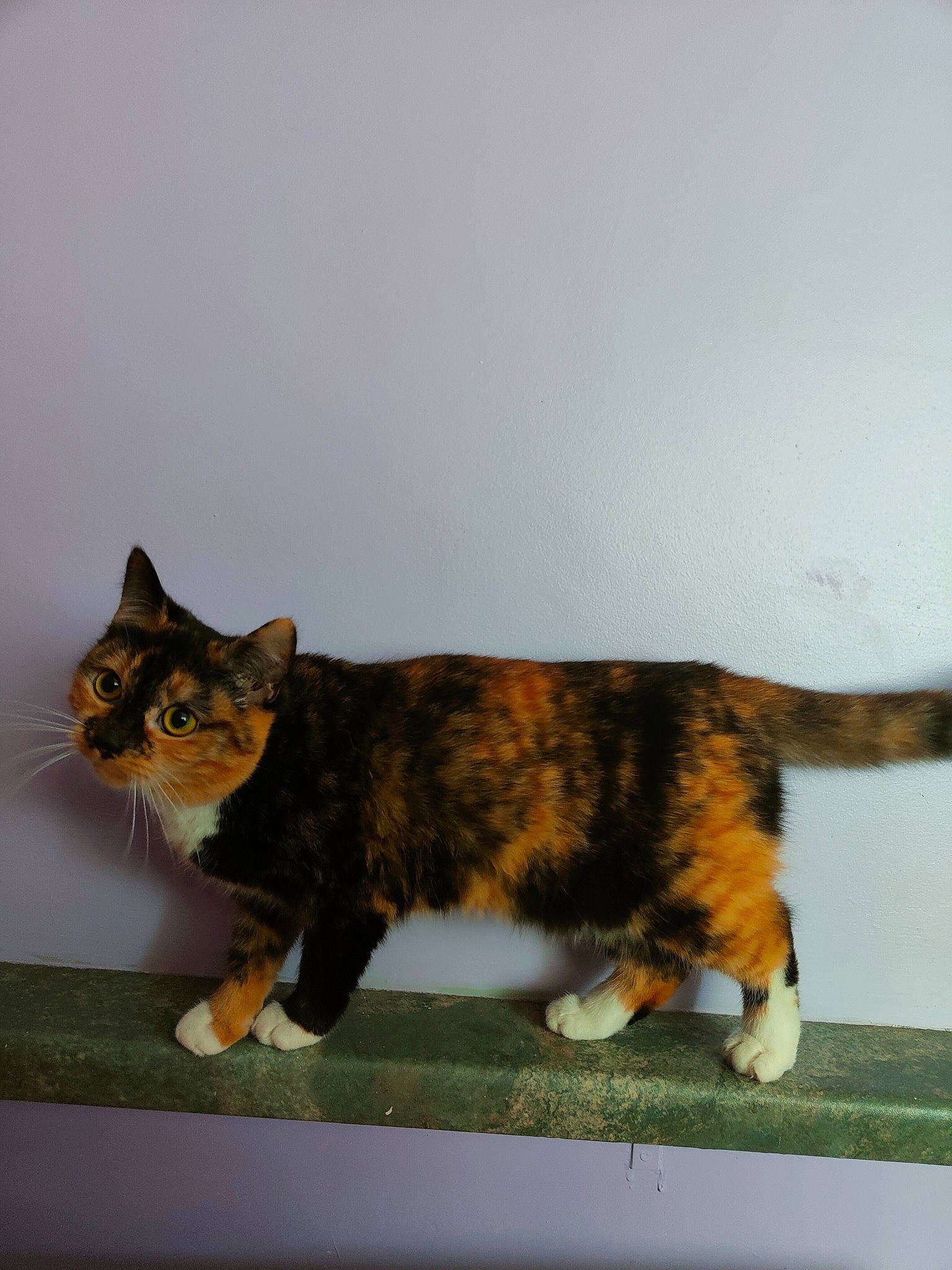 Roxy joined the competition — help win amazing prizes! brown, carnivore, cat, domestic_short_haired_cat, felidae, fur, paw, small_to_medium_sized_cats, snout, tail, terrestrial_animal, whiskers, wildlife, window