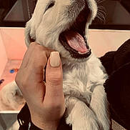 Atoune participe au concours pour gagner de l'argent avec cette photo : puppy, dog, white_puppy, yawning, close_up, hand, nails, cute, sleepy, pet, animal, fur, paw, indoor, cuddle, soft_light, warm_tone, domestic, companion, adorable