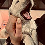 puppy, dog, white_puppy, yawning, close_up, hand, nails, cute, sleepy, pet, animal, fur, paw, indoor, cuddle, soft_light, warm_tone, domestic, companion, adorable
