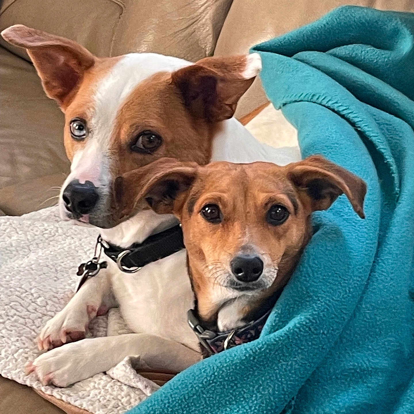 Walle And Mindy is registered to the contest to win money with this photo: animal, blanket, brown_and_white_dog, brown_dog, collar, comfort, companions, couch, cozy, dog, domestic, ears, fur, home, indoor, looking_at_camera, pets, relaxed, snuggling, two_dogs