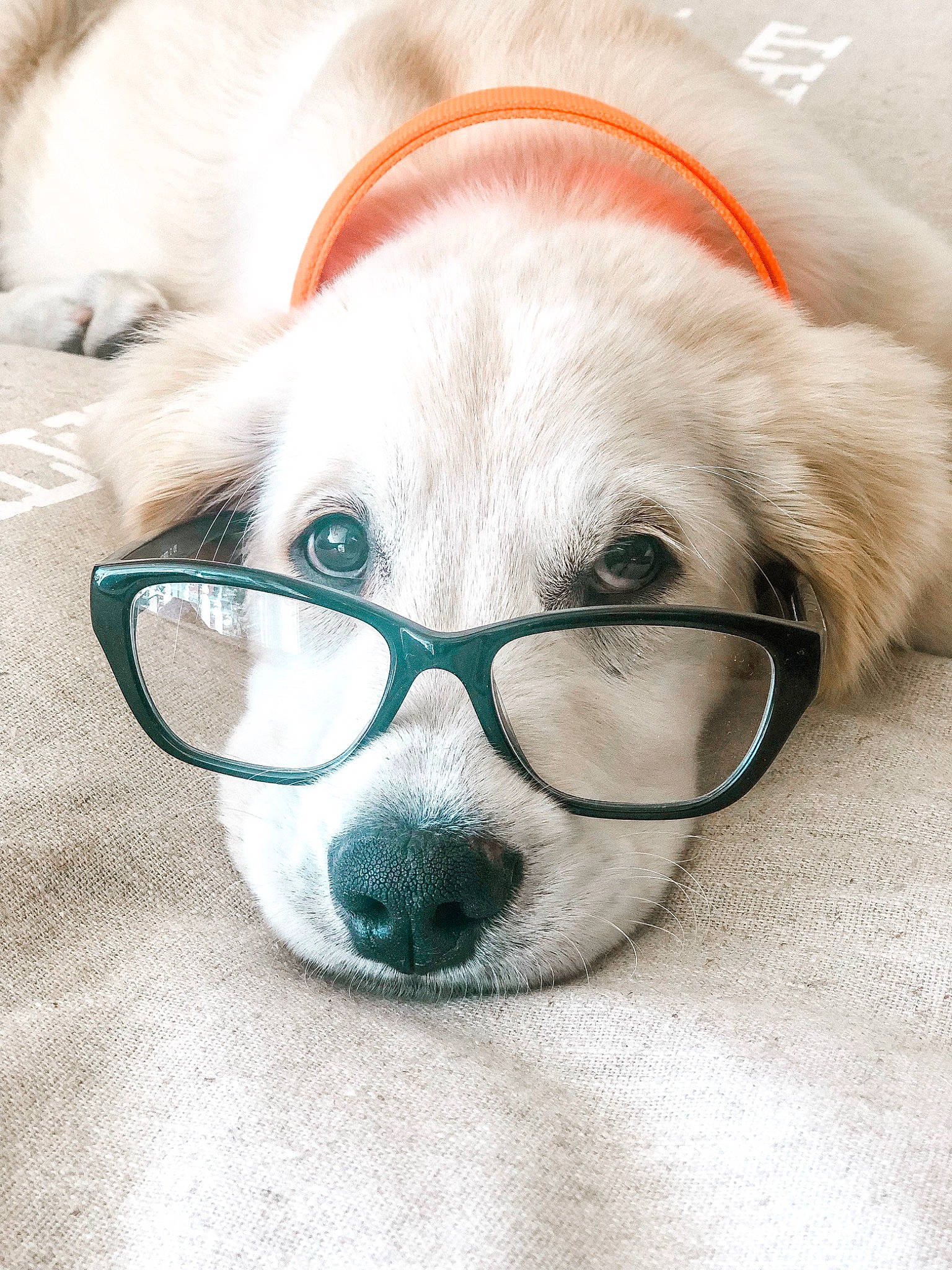 Charli is registered to the contest to win money with this photo: canidae, carnivore, companion_dog, dog, dog_breed, ear, fawn, fur, glasses, head, nose, personal_protective_equipment, puppy, snout, sporting_group, whiskers