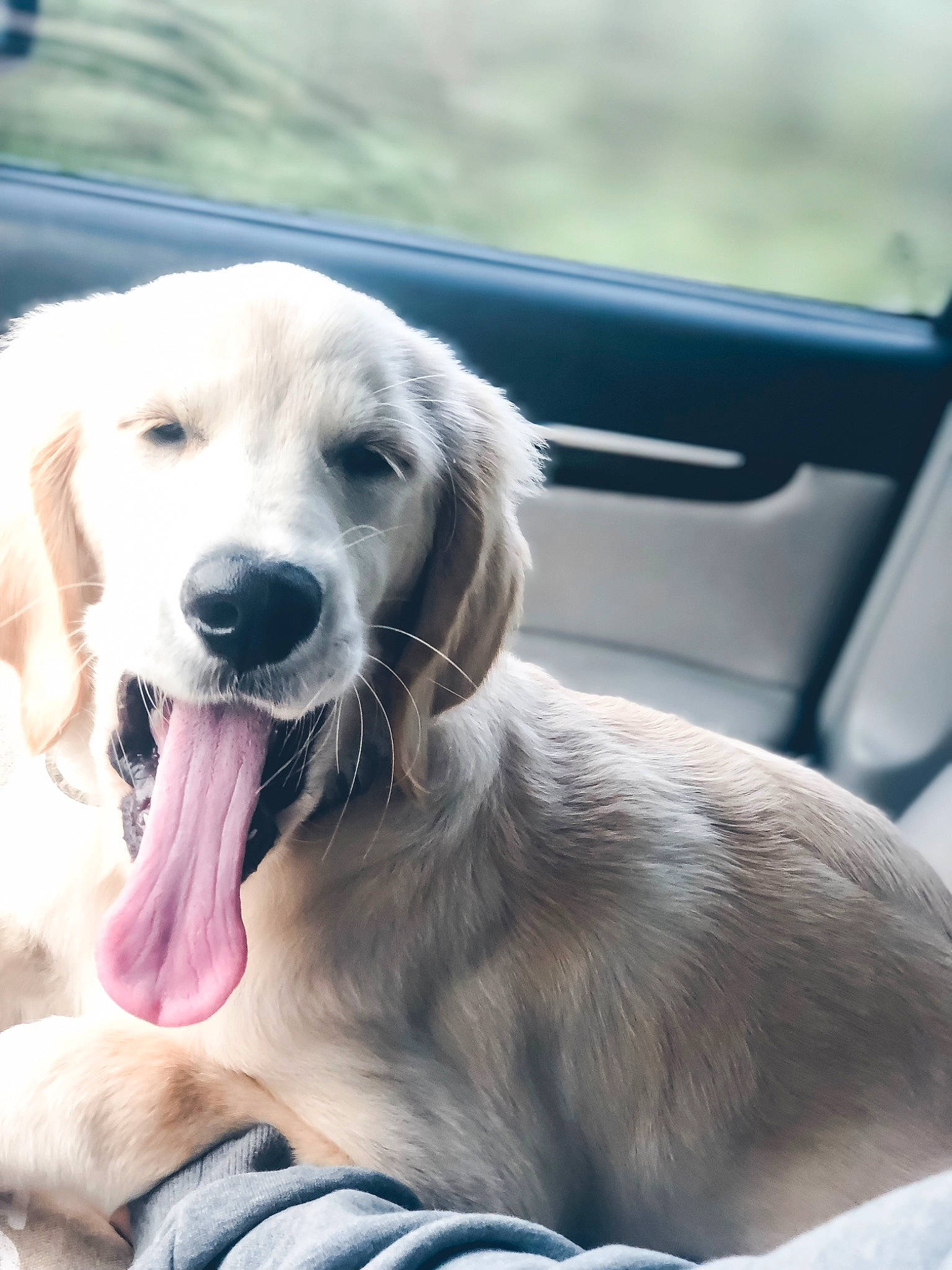 Charli is registered to the contest to win money with this photo: canidae, carnivore, companion_dog, dog, dog_breed, fawn, flat_coated_retriever, golden_retriever, labrador_retriever, mammal, puppy, retriever, snout, sporting_group, vertebrate