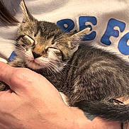 Sushi joined the competition — help win amazing prizes! kitten, cat, sleeping, tabby, pet, animal, human_hand, white_shirt, blue_text, closeup, cozy, comfort, cute, feline, fur, resting, domestic_animal, indoor, person, holding