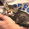 kitten, cat, sleeping, tabby, pet, animal, human_hand, white_shirt, blue_text, closeup, cozy, comfort, cute, feline, fur, resting, domestic_animal, indoor, person, holding