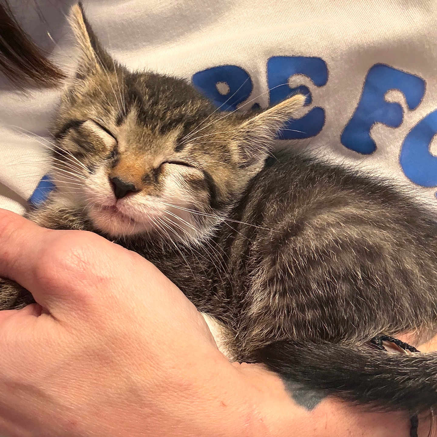 Sushi joined the competition — help win amazing prizes! kitten, cat, sleeping, tabby, pet, animal, human_hand, white_shirt, blue_text, closeup, cozy, comfort, cute, feline, fur, resting, domestic_animal, indoor, person, holding
