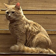 Thor is registered to the contest to win money with this photo: cat, ginger_cat, feline, pet, animal, stairs, wooden_stairs, indoor, fur, tail, sitting, side_view, mammal, whiskers, ears, domestic_animal, cute, calm, portrait, furry