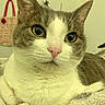 Pixie is registered to the contest to win money with this photo: cat, close_up, pet, animal, feline, resting, blanket, cozy, indoor, fur, whiskers, ears, pink_nose, green_eyes, portrait, cute, domestic, mammal, relaxed, home