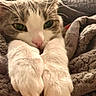 Pixie joined the competition — help win amazing prizes! cat, close_up, paws, whiskers, blanket, cozy, feline, cute, resting, fur, pet, animal, indoor, soft_texture, nap, relaxed, tabby, white_paws, face, green_eyes