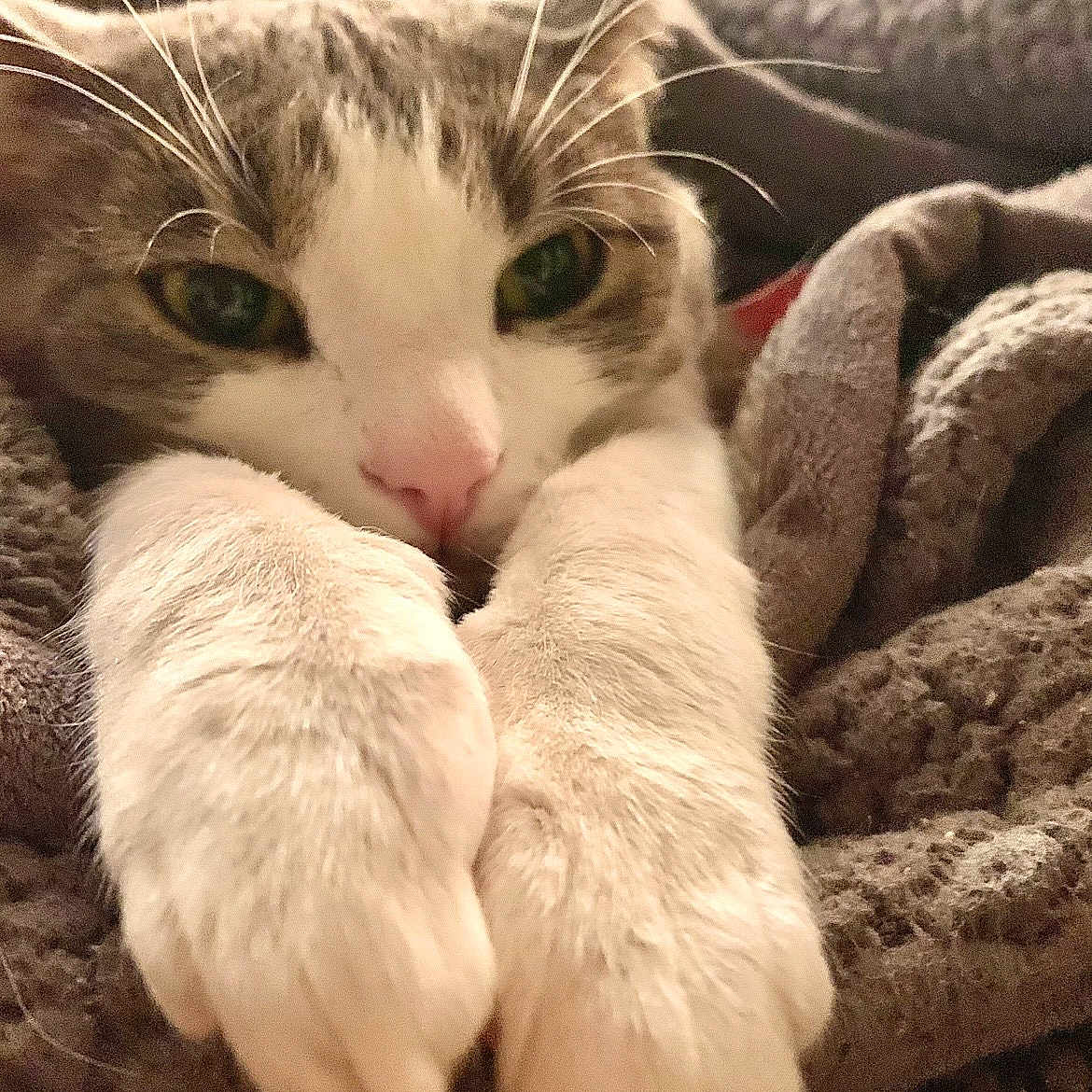 Pixie joined the competition — help win amazing prizes! cat, close_up, paws, whiskers, blanket, cozy, feline, cute, resting, fur, pet, animal, indoor, soft_texture, nap, relaxed, tabby, white_paws, face, green_eyes