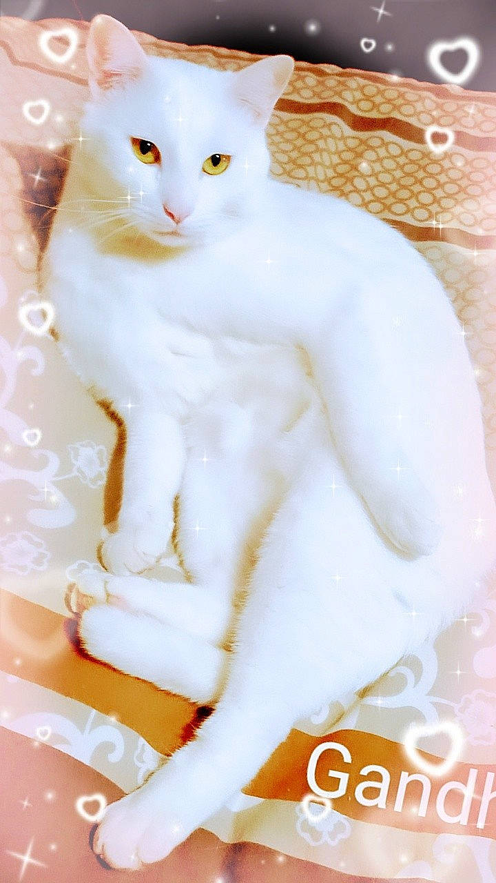 Gandhi a rejoint le concours — aidez-le/la à gagner de superbes lots ! carnivore, cat, ceramic, chest, dishware, domestic_short_haired_cat, earthenware, felidae, fur, peach, porcelain, serveware, sitting, sleeve, small_to_medium_sized_cats, tail, whiskers